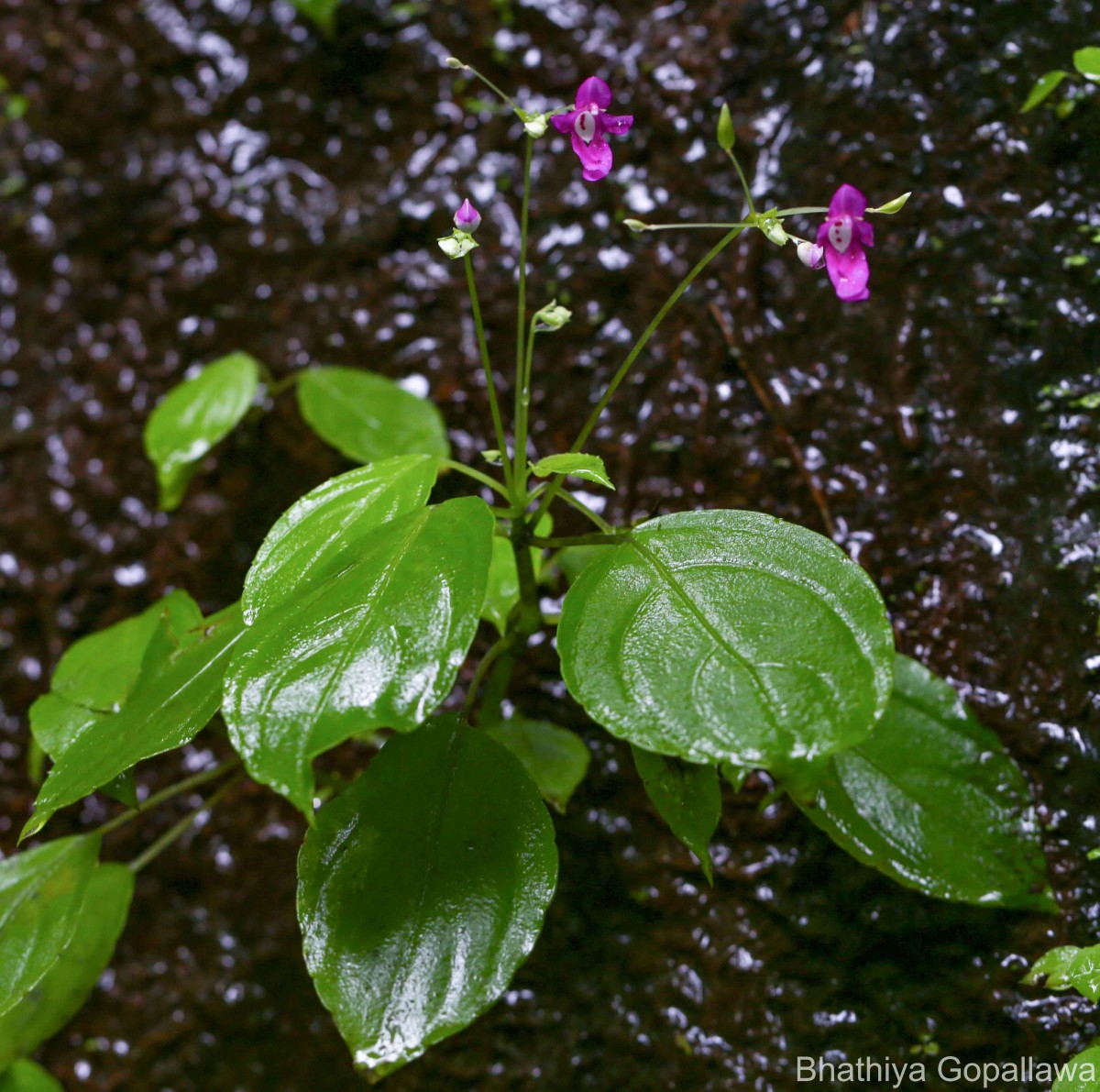 Impatiens yakandawalarum Gopallawa, Hapuarachchi & Jayathissa